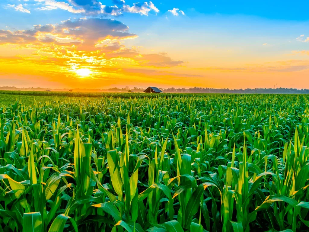 imagem de um bananal